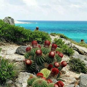 Meet your Posher, Norma